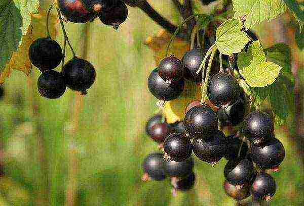 black currant planting and care in the open field for beginners