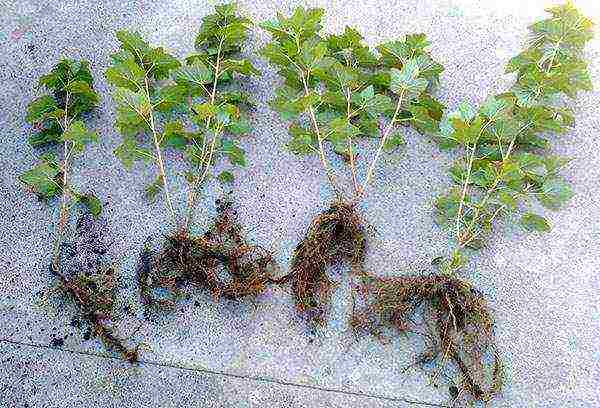 black currant planting and care in the open field for beginners