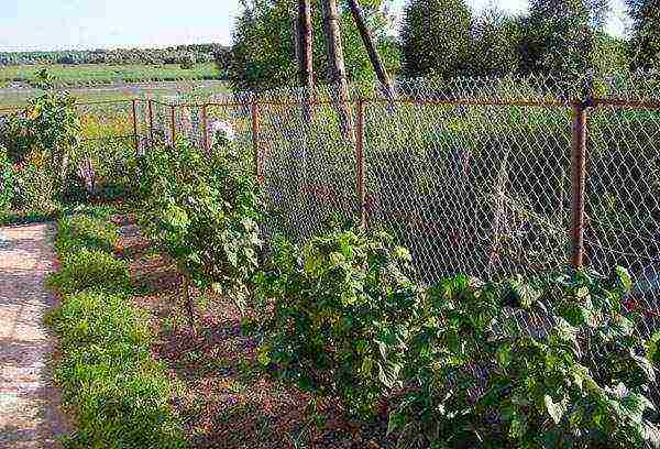 black currant planting and care in the open field for beginners