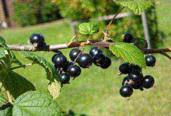 black currant planting and care in the open field for beginners