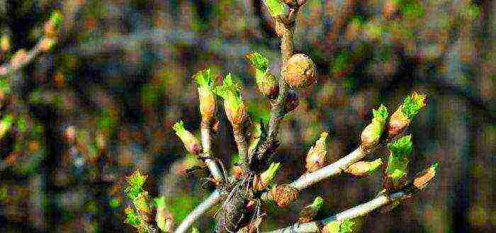 black currant planting and care in the open field for beginners