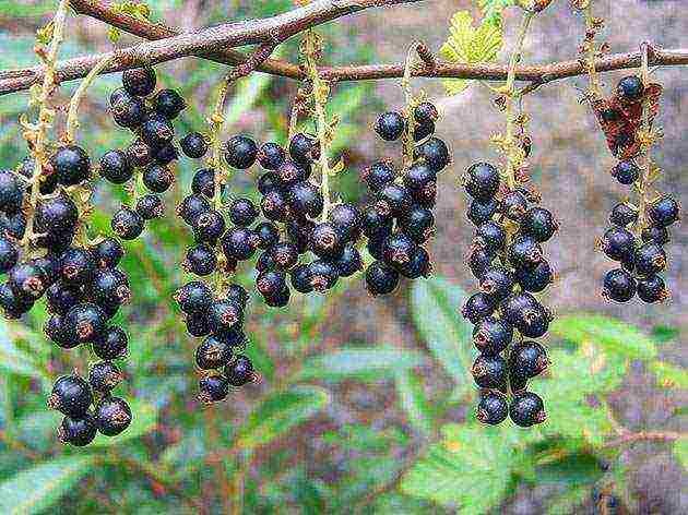 black currant planting and care in the open field for beginners