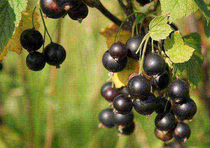 black currant planting and care in the open field for beginners