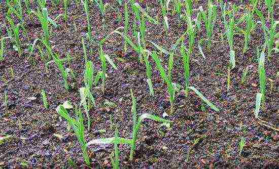 garlic planting and care in the open field top dressing