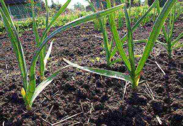 garlic planting and care in the open field top dressing