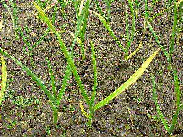 garlic planting and care in the open field top dressing