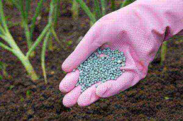 garlic planting and care in the open field top dressing