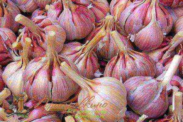 garlic planting and care in the open field top dressing