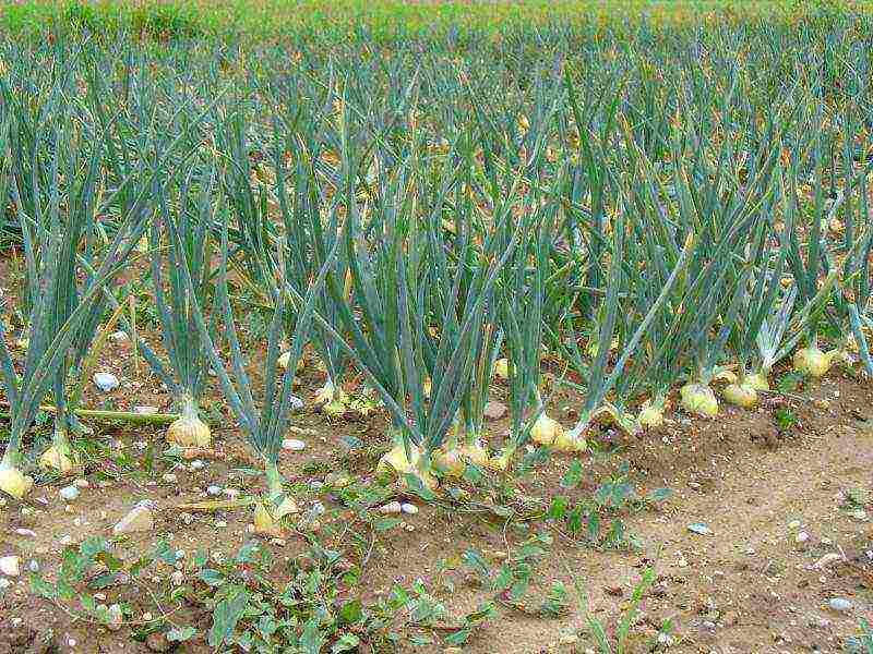 garlic winter care and planting and care in the open field