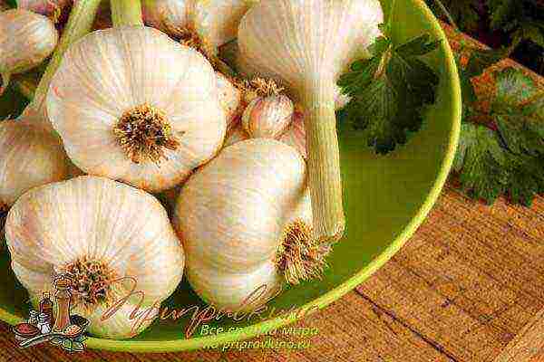 garlic winter care and planting and care in the open field