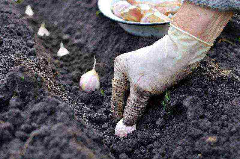 garlic winter care and planting and care in the open field