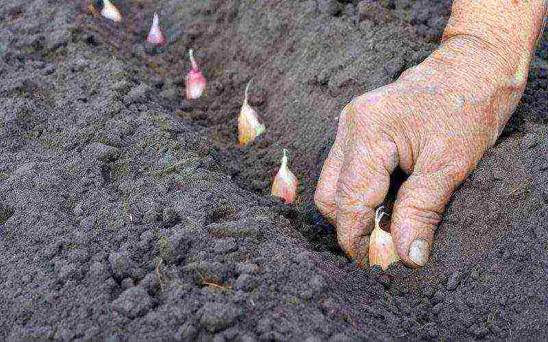 garlic winter care and planting and care in the open field