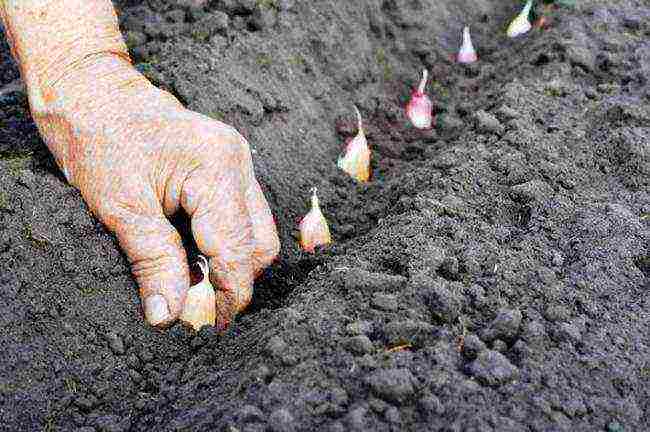 garlic winter care and planting and care in the open field