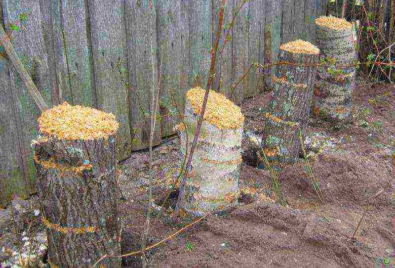 what can be grown besides mushrooms at home