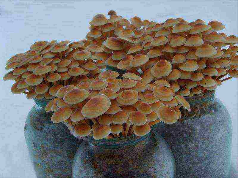 what can be grown besides mushrooms at home