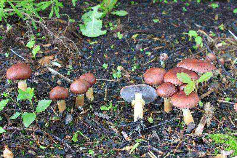 what can be grown besides mushrooms at home