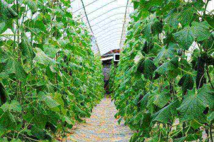 what can be grown in one greenhouse at a time