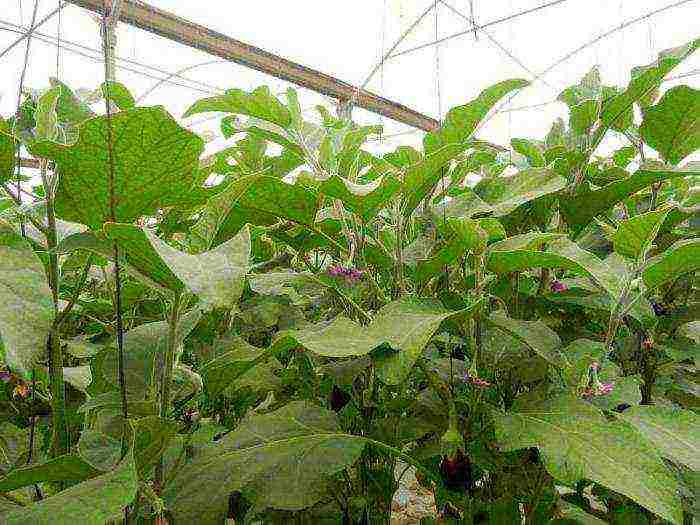 what can be grown in one greenhouse at a time