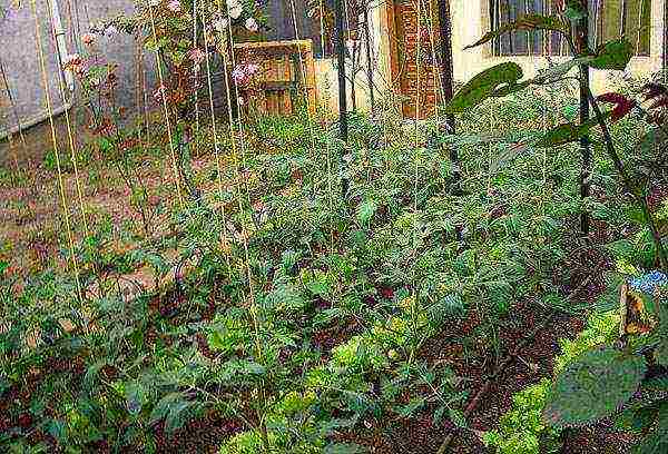 what can be grown in the same greenhouse with tomatoes