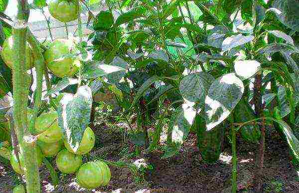 what can be grown in the same greenhouse with tomatoes