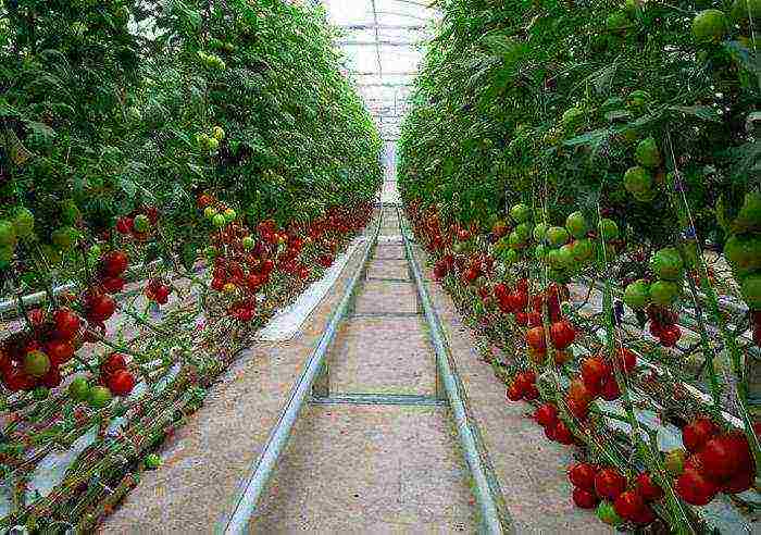 what can be grown in the same greenhouse with tomatoes