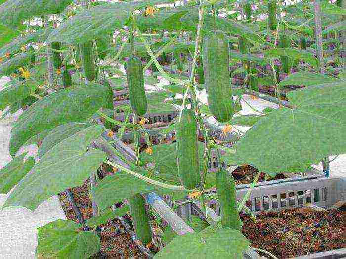 ano ang maaaring lumaki sa parehong greenhouse na may mga kamatis