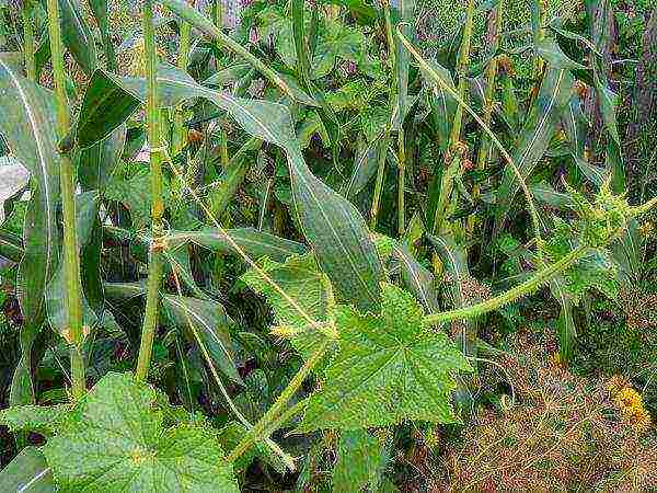 what can be grown in a greenhouse with cucumbers