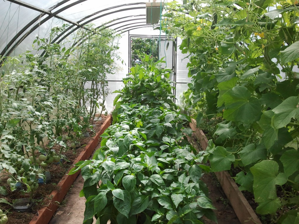 what can be grown in a greenhouse with tomatoes