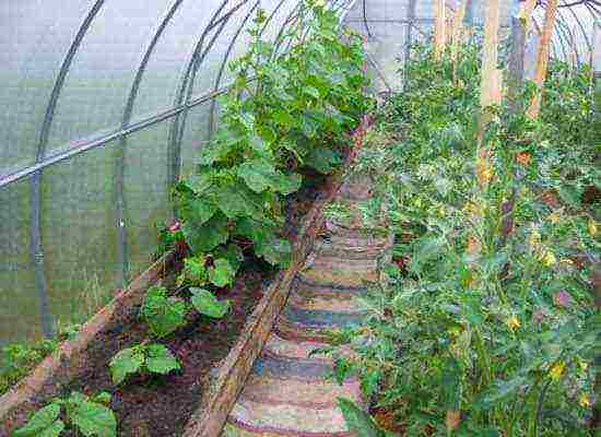 what can be grown in a greenhouse with tomatoes