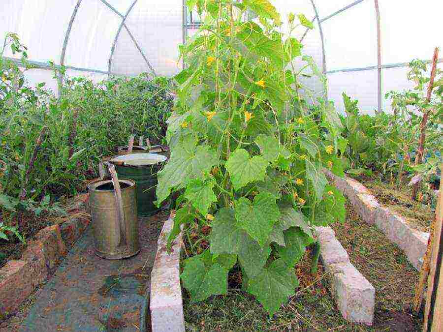 ano ang maaaring lumaki sa isang greenhouse na may mga kamatis