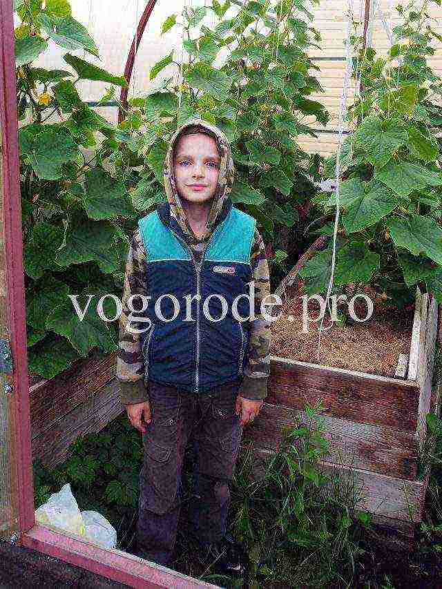 what to grow in the Leningrad region in the garden