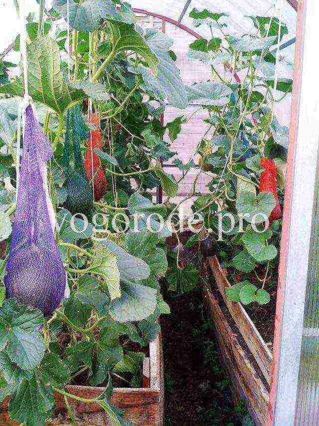 what to grow in the Leningrad region in the garden