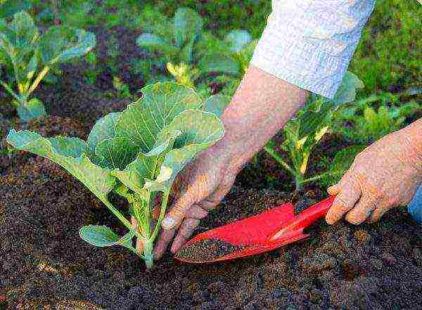 how to grow cauliflower outdoors