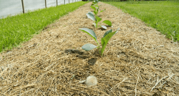 how to grow cauliflower outdoors