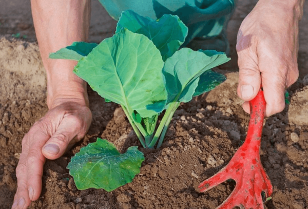 how to grow cauliflower outdoors