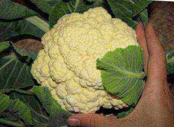 how to grow cauliflower outdoors