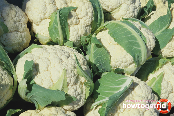 how to grow cauliflower outdoors