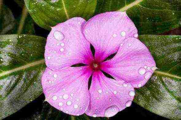 flowers periwinkle planting and care in the open field