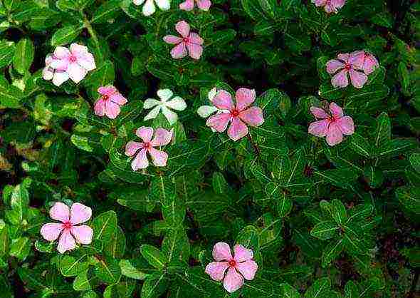 bulaklak periwinkle pagtatanim at pag-aalaga sa bukas na bukid