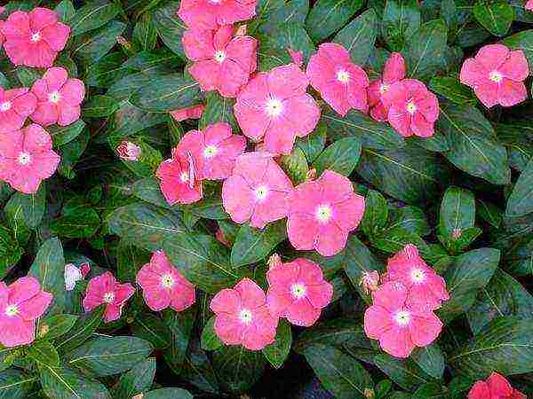 flowers periwinkle planting and care in the open field