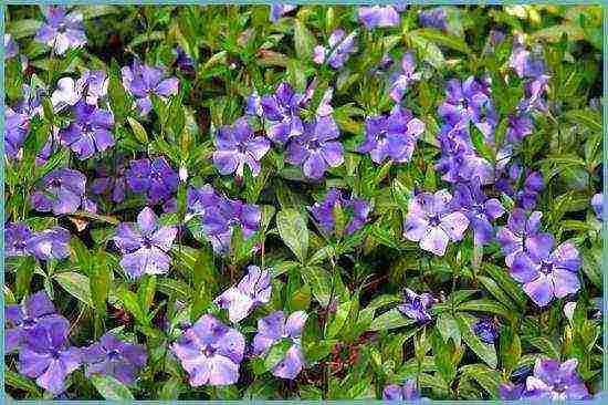 flowers periwinkle planting and care in the open field