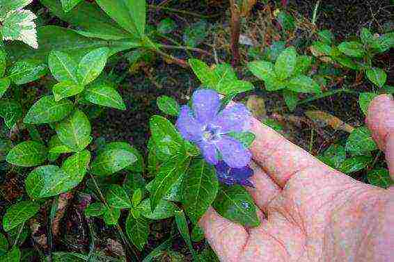 flowers periwinkle planting and care in the open field