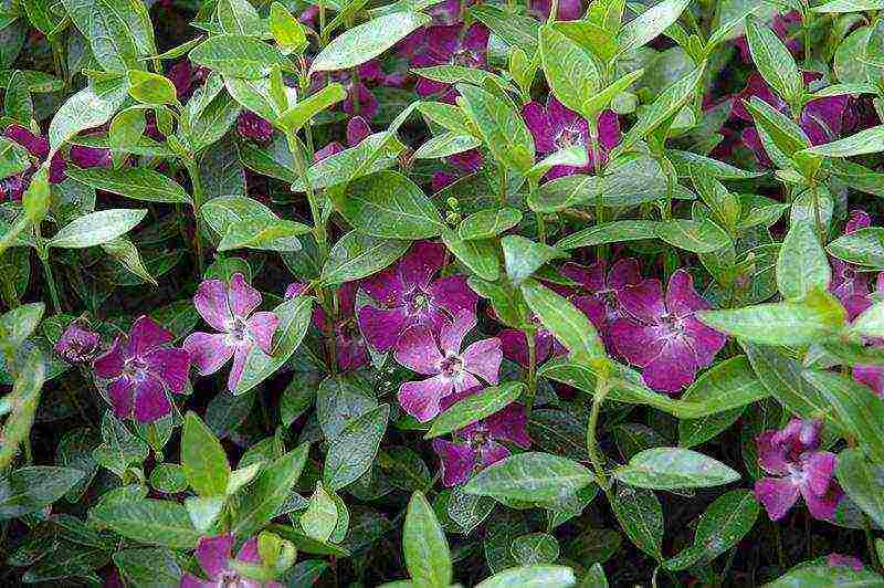 flowers periwinkle planting and care in the open field