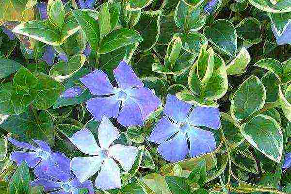 flowers periwinkle planting and care in the open field