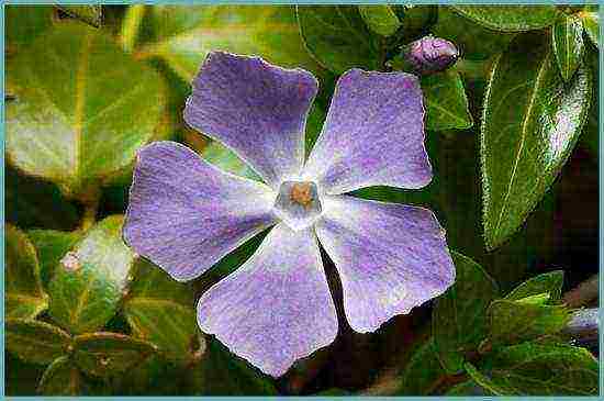 flowers periwinkle planting and care in the open field