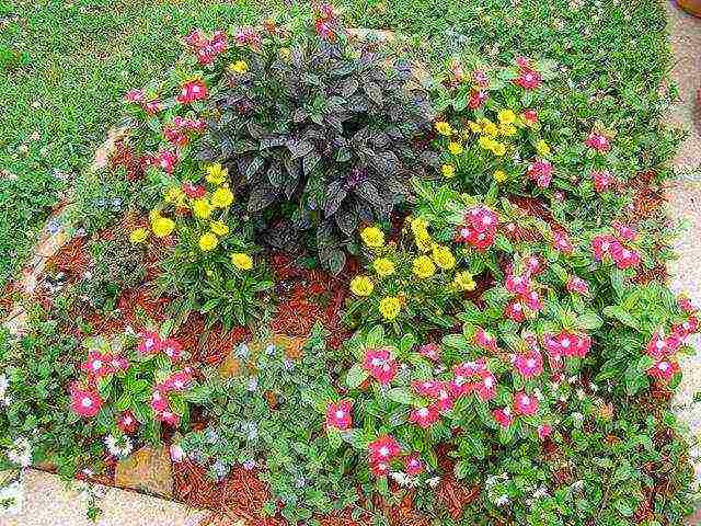 flowers periwinkle planting and care in the open field