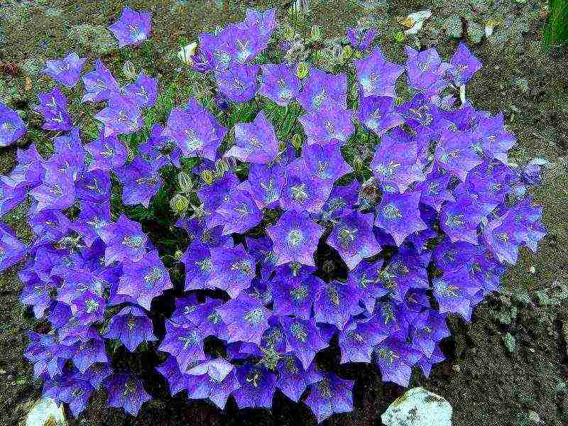 flowers periwinkle planting and care in the open field