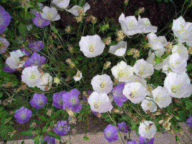 flowers periwinkle planting and care in the open field