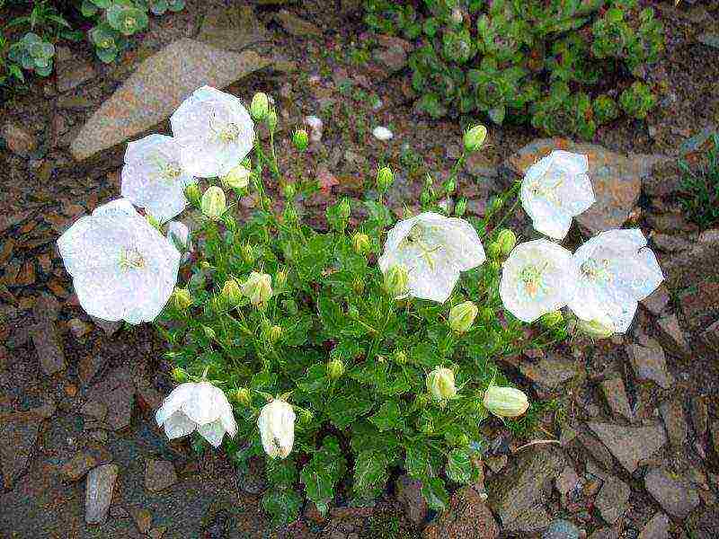 flowers periwinkle planting and care in the open field