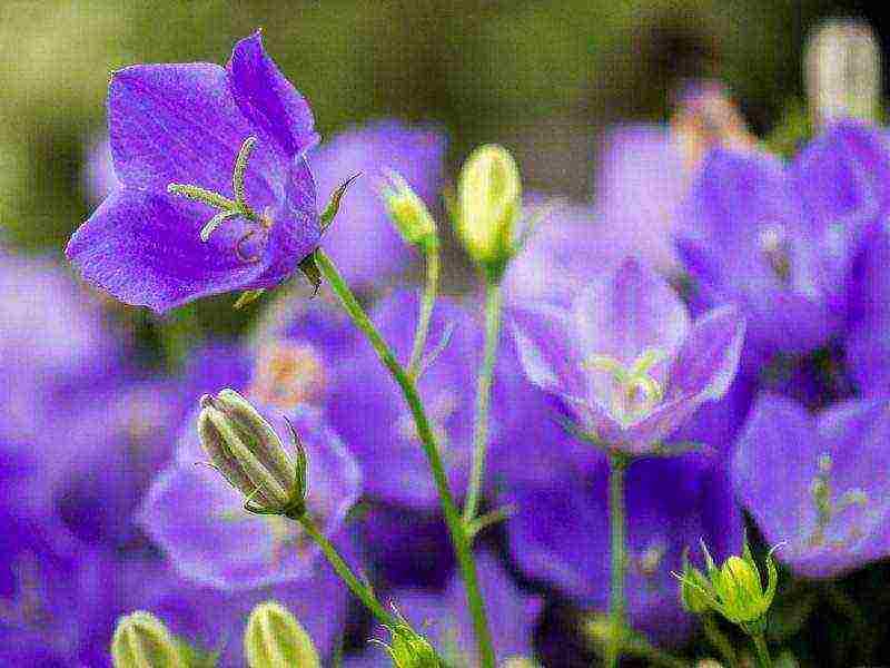 flowers periwinkle planting and care in the open field